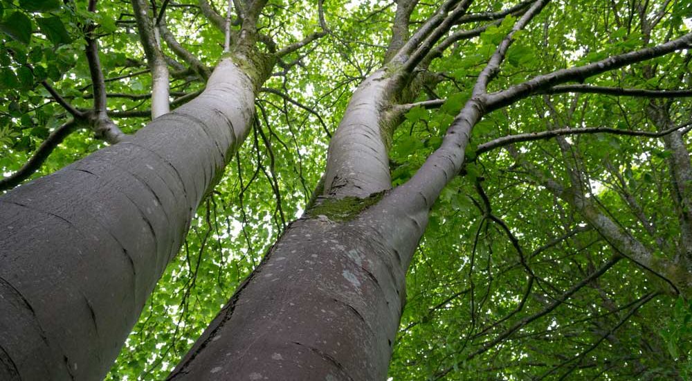 Nature based solutions