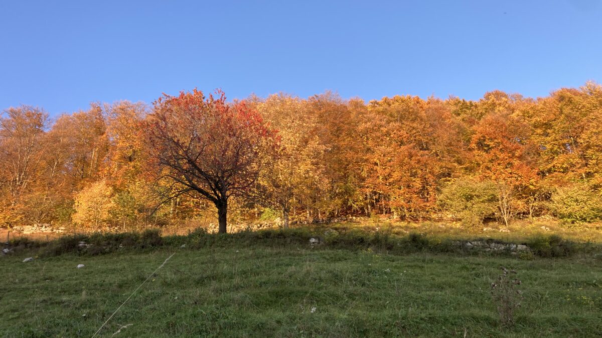 foliage della tensione