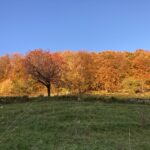 foliage della tensione