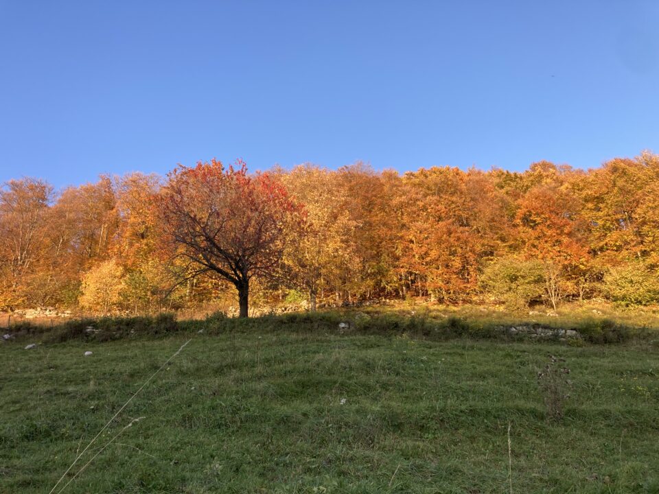 foliage della tensione